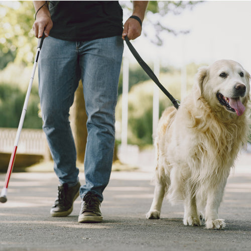 Chiens Guides d'Aveugles